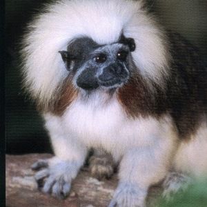 Meet your Posher, Autumn